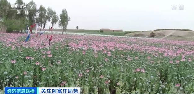 價格翻番,全球都在“搶鋰”!阿富汗坐擁萬億美元鋰礦,將成“鋰礦界的沙特”?